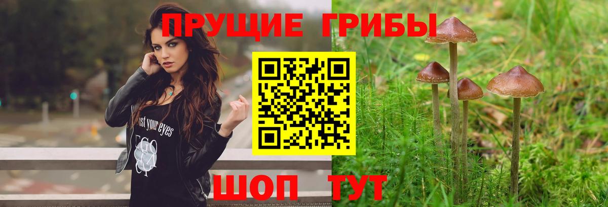 Галлюциногенные грибы Cubensis  как найти   Кунгур  Вход с VPN 